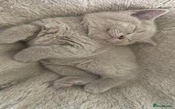 Scottish Fold cats for sale: 🐾 Scottish Fold Kittens – Sweet, Rare & Ready Now - Image 21