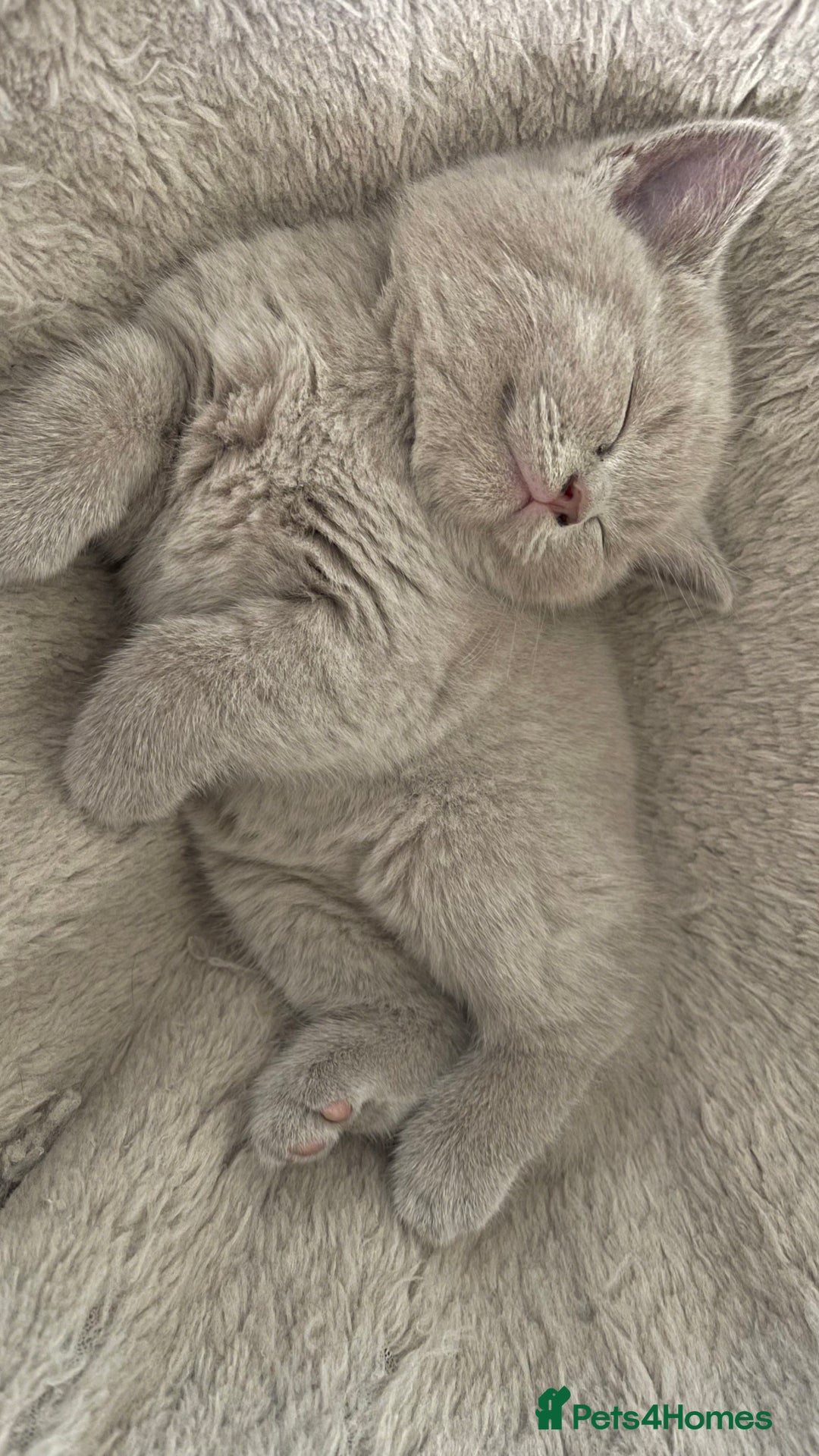 Scottish Fold cats for sale: 🐾 Scottish Fold Kittens – Sweet, Rare & Ready Now - Image 21