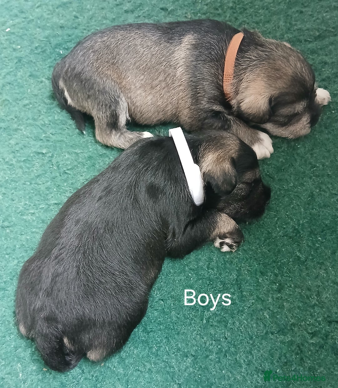 Miniature Schnauzer dogs for sale: Beautiful miniature shnauzers  - Image 10