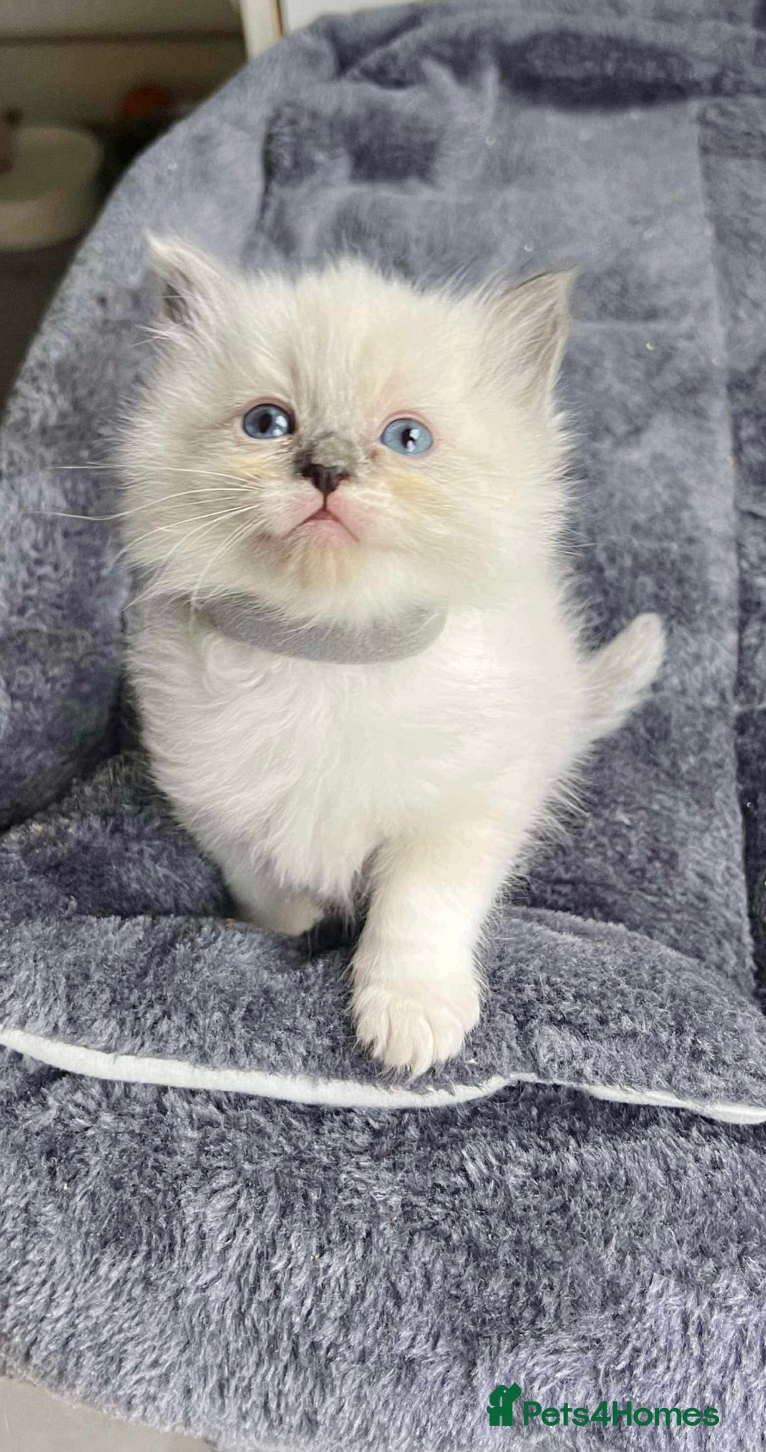 Ragdoll cats for sale: 🩷5 Blue Bi-colour Ragdoll girls🩷 - Advert 2