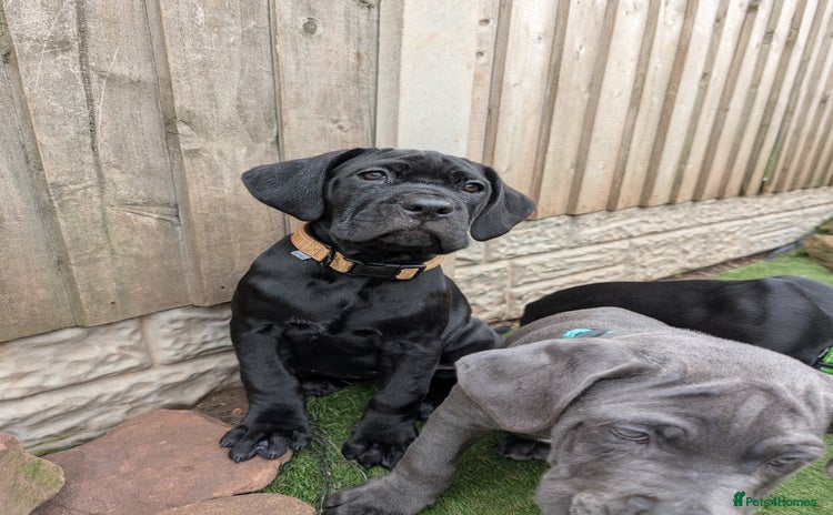 Cane Corso dogs - Advert 9