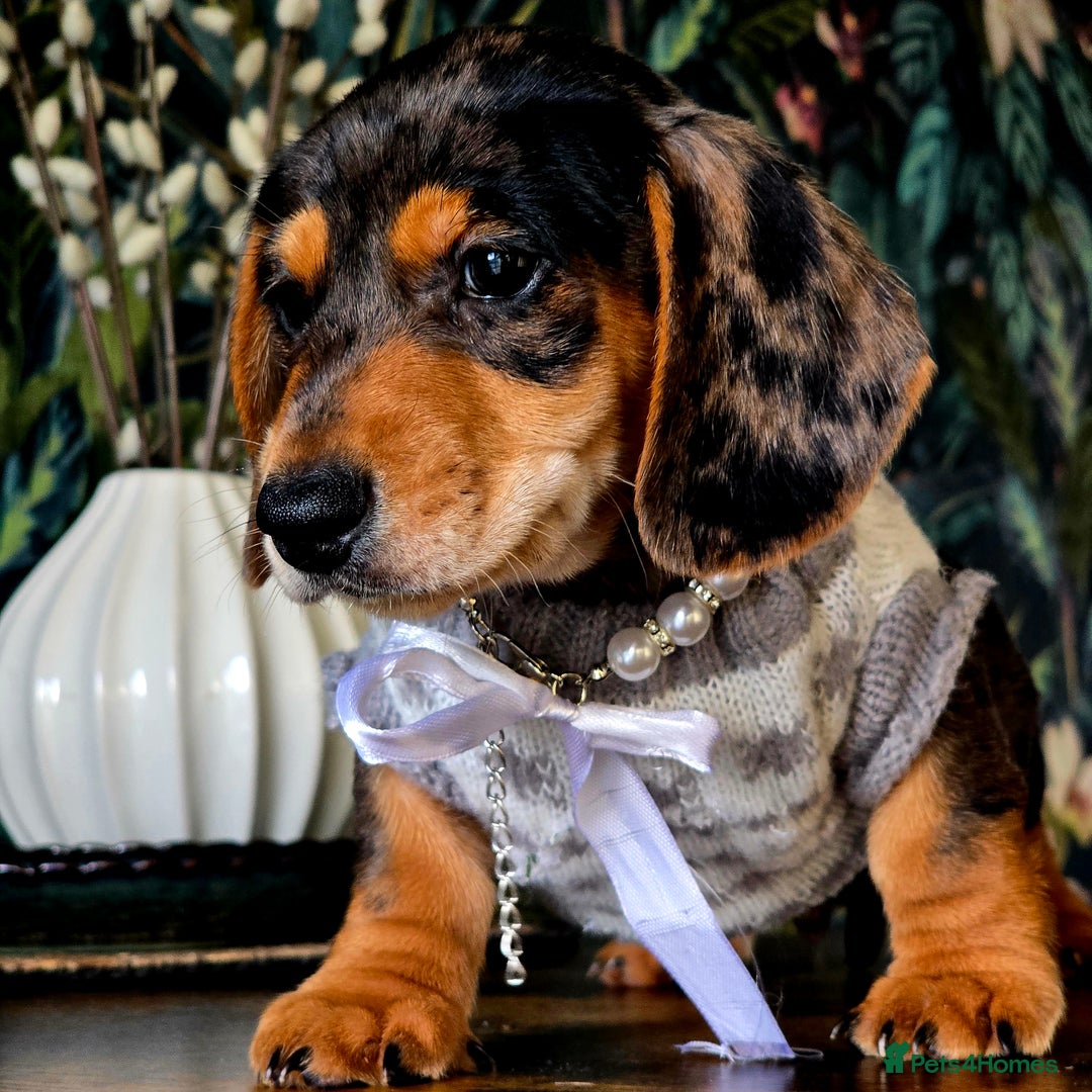 Miniature Dachshund dogs for sale: Quality extra tiny miniature daschund  - Advert 13