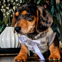 Miniature Dachshund dogs - Advert 13