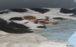 Persian cats for sale: PERSIAN CROSS KITTEN BABIES - Image 10