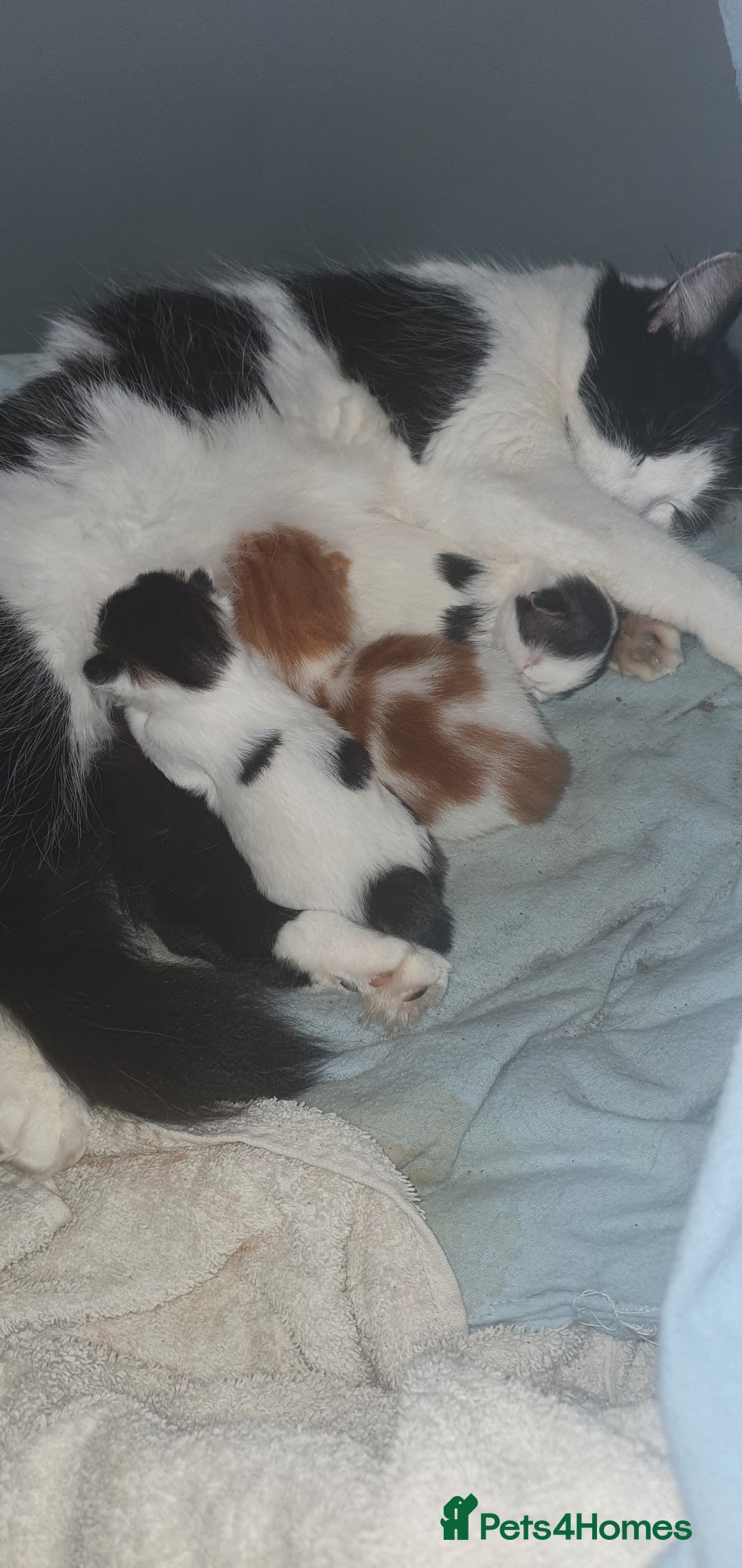 Persian cats for sale: PERSIAN CROSS KITTEN BABIES - Image 10