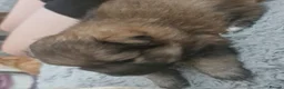 Pomeranian dogs for sale: Gorgeous pomeranian puppies  - Advert 3