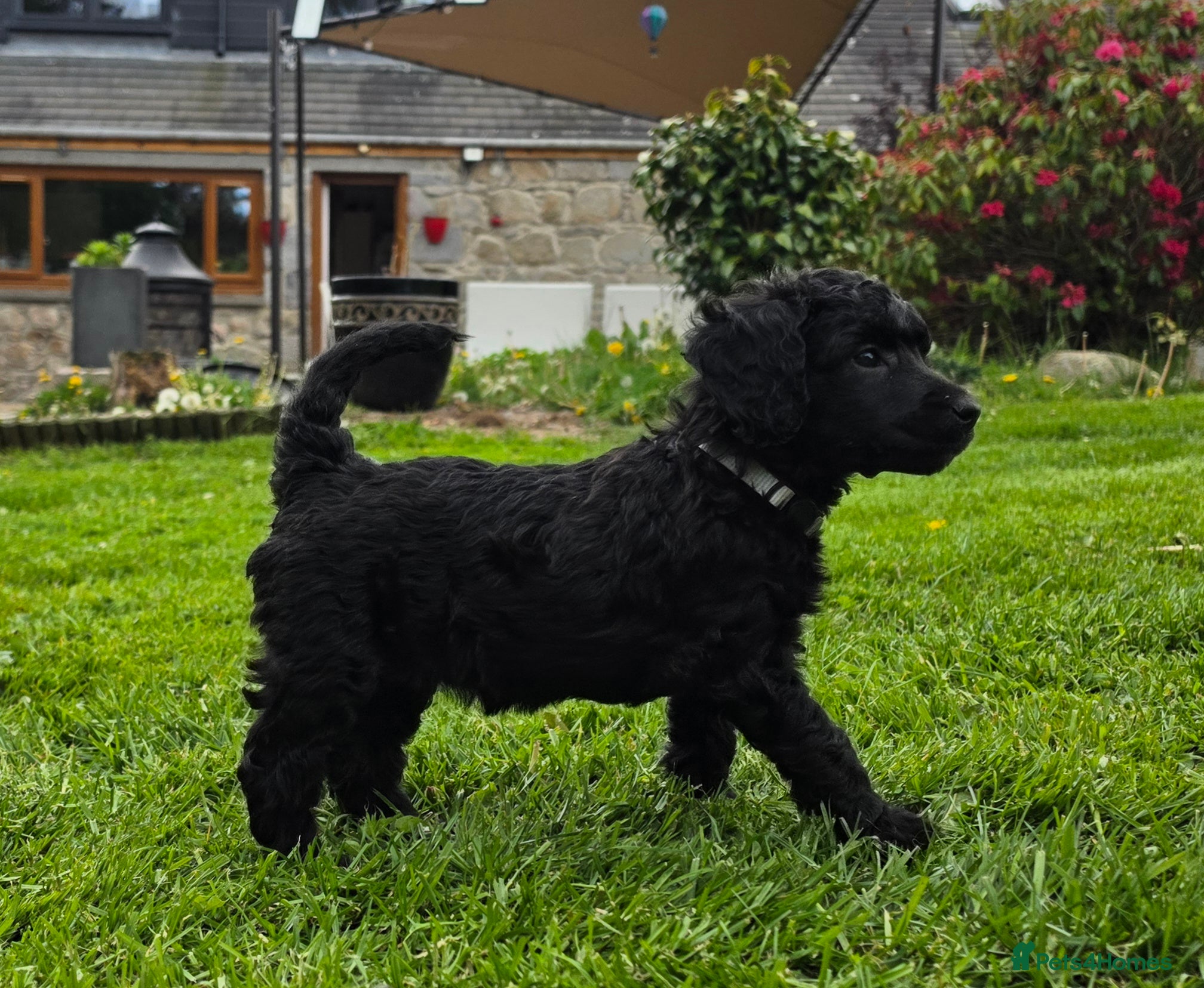 Poodle dogs for sale: Exceptional health tested Moyen Poodles  - Advert 16