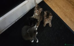 Mixed Breed cats for sale: 4 lovely kittens  - Image 1