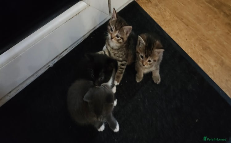 Mixed Breed cats - Advert 1