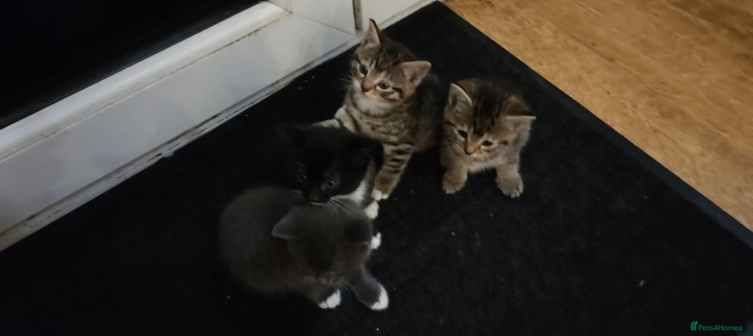 Mixed Breed cats for sale: 4 lovely kittens  - Image 1