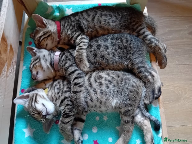 Bengal cats - Advert 8