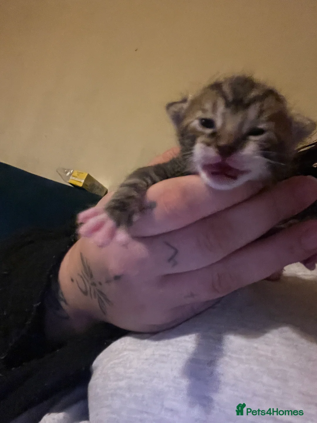 Mixed Breed cats for sale: Gorgeous bengal cross kittens  - Advert 5