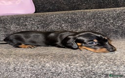 Miniature Dachshund dogs for sale: Miniature Dachshund puppies - Image 2