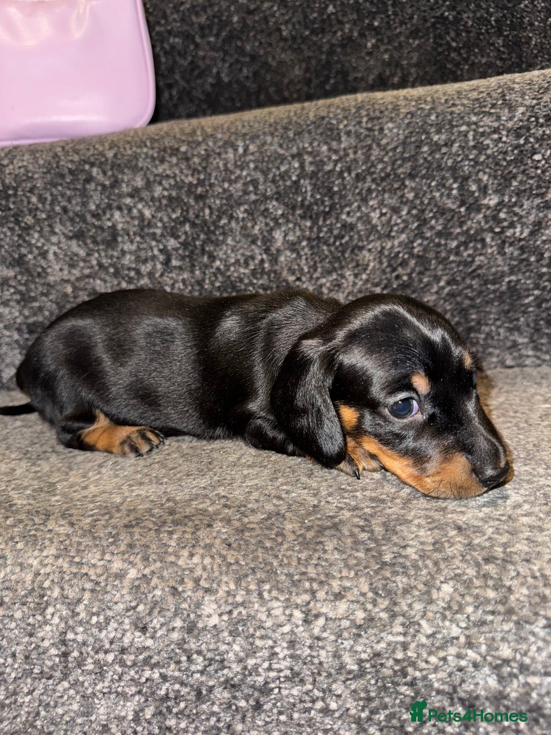 Miniature Dachshund dogs for sale: Miniature Dachshund puppies - Image 2