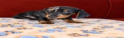 Dachshund dogs for sale: Dachshund pups!! in Leigh - Advert 2