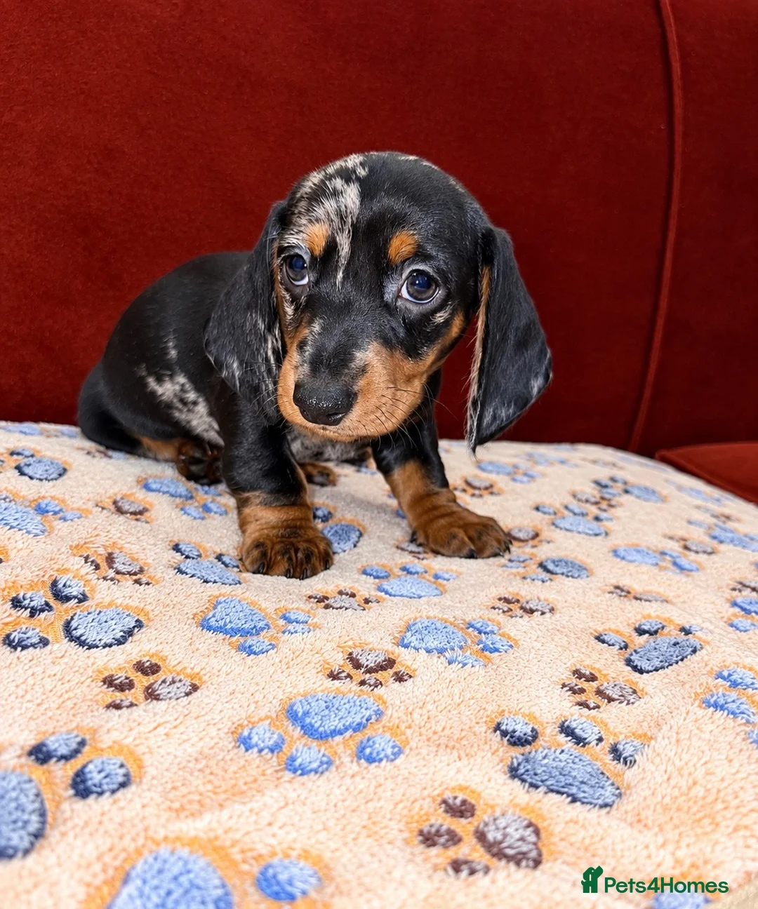 Dachshund dogs for sale: Dachshund pups!! in Leigh - Advert 2