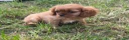 Cavalier King Charles Spaniel dogs for sale: Beautiful Cavalier Puppies Looking for Forever in Ashford - Advert 5