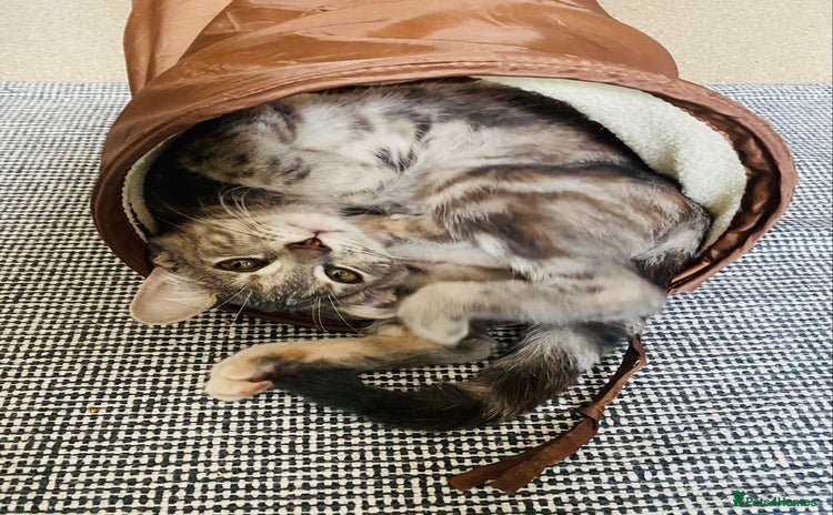 Domestic Shorthair cats in London - Advert 4