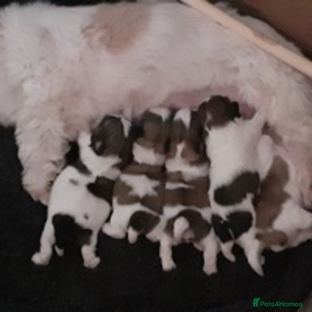 Shih Tzu dogs for stud: KC Registered stud  in Cullompton - Advert 16
