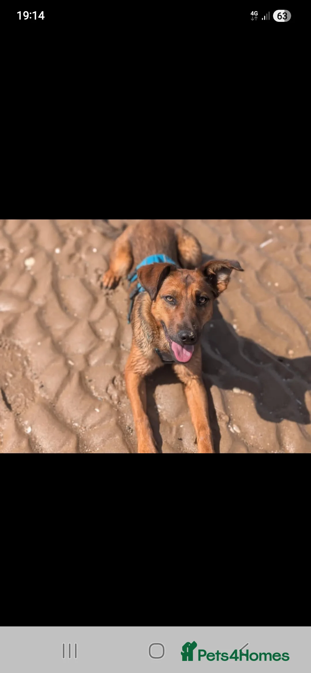 Mixed Breed dogs for sale: 17 month old mali x springer - Advert 3