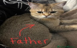 Ragdoll cats for sale: Beautiful Ragdoll Cross Male Kitten - Image 5