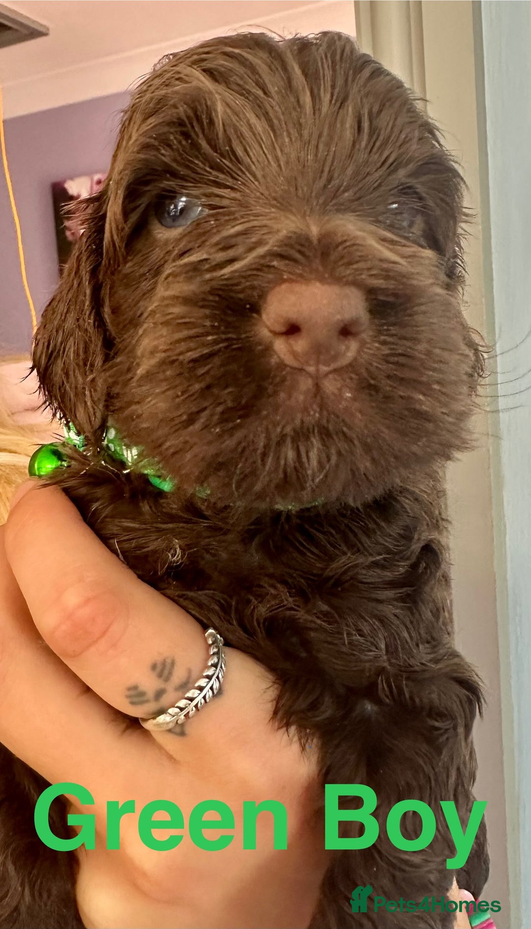 Cockapoo dogs for sale: Beautiful Teddy Bear F1 Cockapoo Merle puppies - Image 6