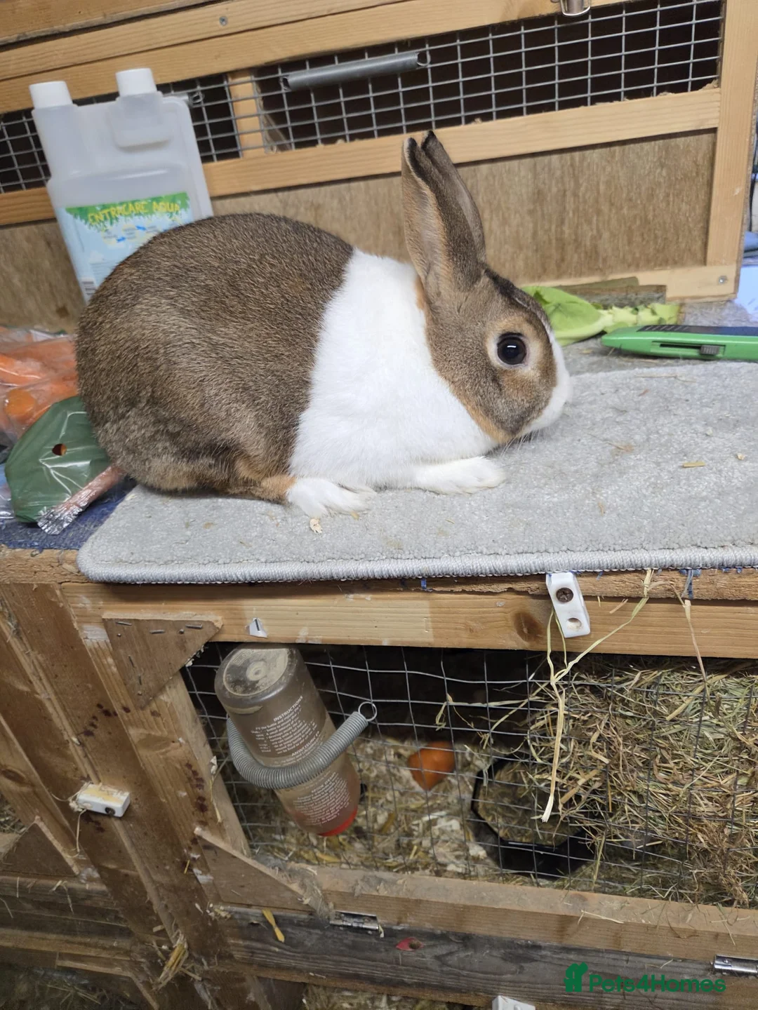 Argente rabbits for sale: Brown grey dutch buck rabbit - Advert 1