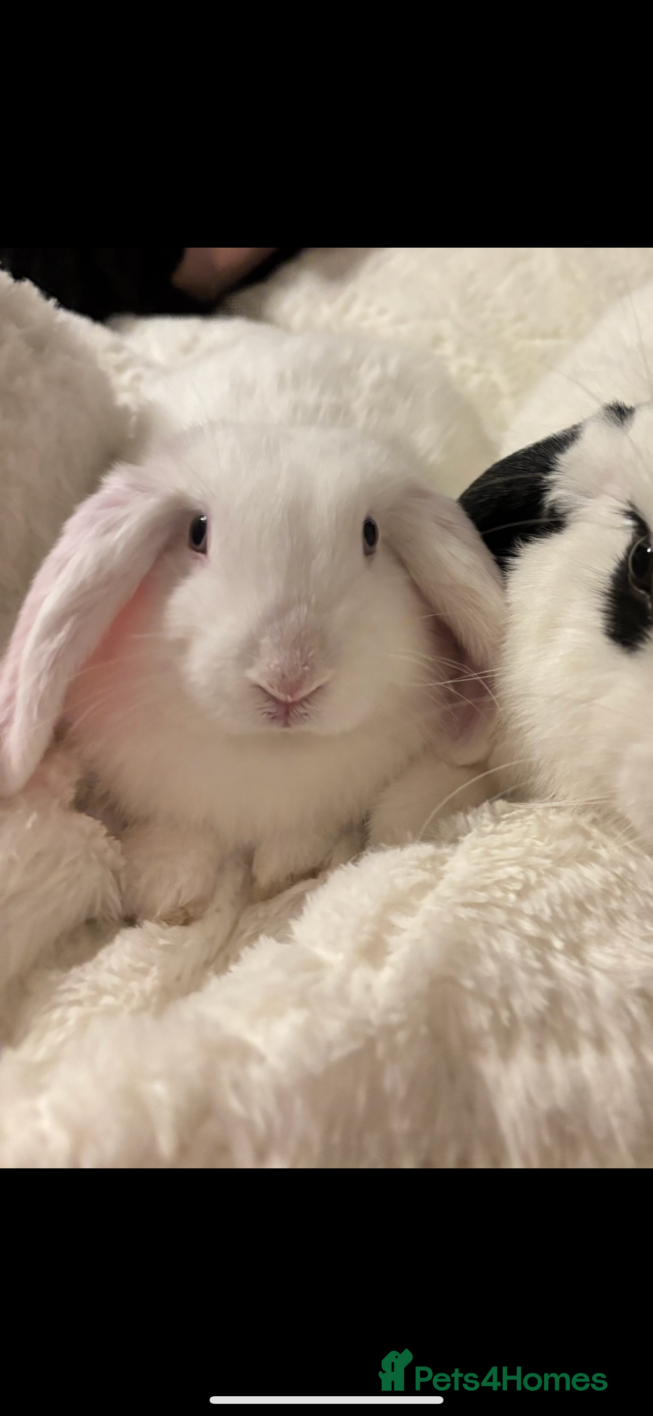 Lionhead rabbits lion head boy for sale in Burnham-on-Crouch - Advert 1