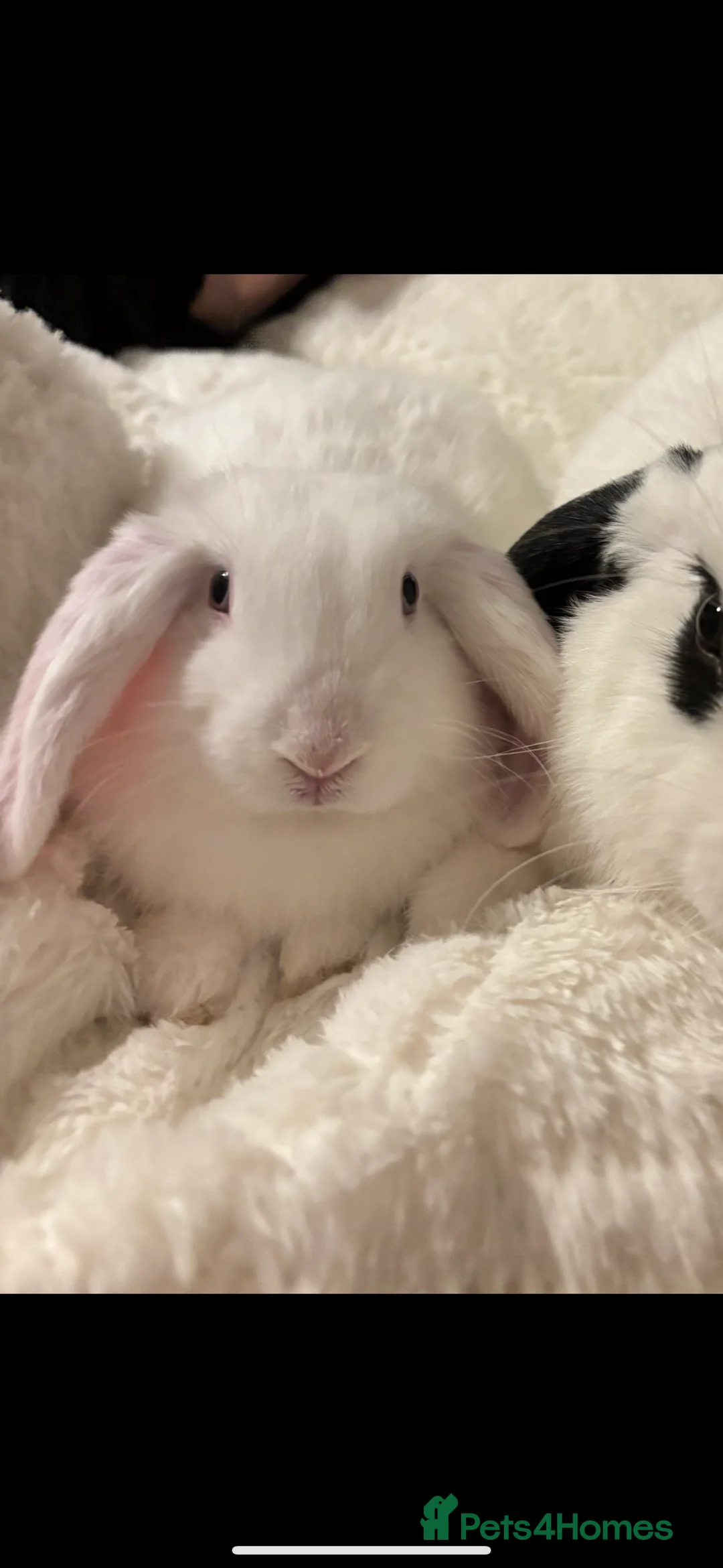 Lionhead rabbits for sale: lion head boy for sale in Burnham-on-Crouch - Advert 1