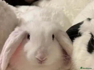 Lionhead rabbits lion head boy for sale in Burnham-on-Crouch - Advert 1