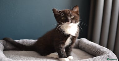 Mixed Breed cats - Advert 15