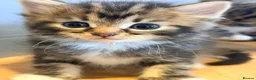 Mixed Breed cats for sale: Kittens for sale  - Advert 16