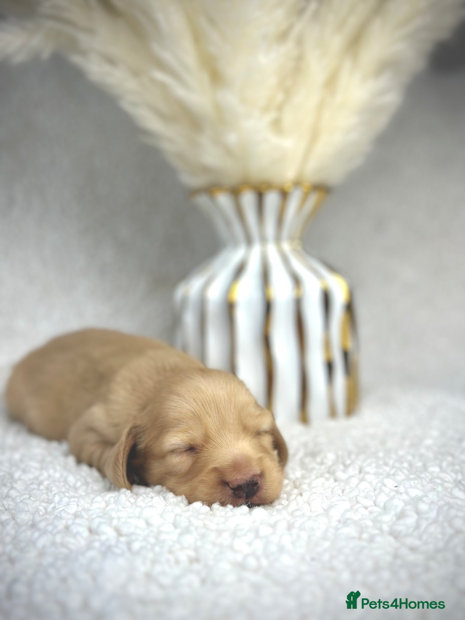 Miniature Dachshund dogs 𝕃𝕠𝕟𝕘 𝕙𝕒𝕚𝕣𝕖𝕕 𝕔𝕣𝕖𝕒𝕞 𝕡𝕦𝕡𝕡𝕚𝕖𝕤🤍 - Advert 2