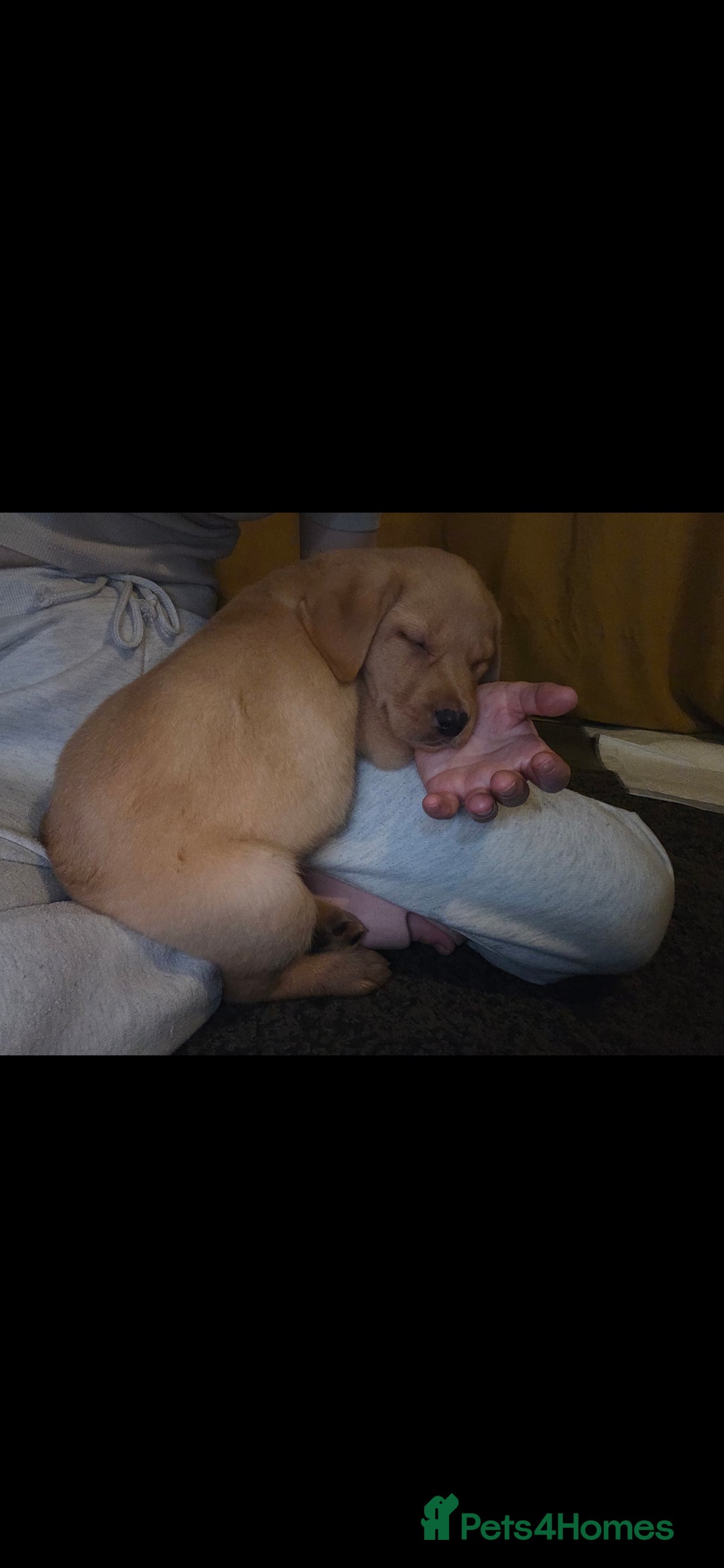 Labrador Retriever dogs for sale: Male labrador retriever  - Image 2