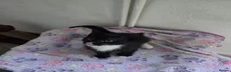 Mixed Breed cats for sale: 1 Gorgeous Female Kitten-Ready Now -Vet Checked - Advert 4