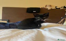Mixed Breed cats for sale: 5 Gorgeous Happy Babies (Ready to Go) - Image 20