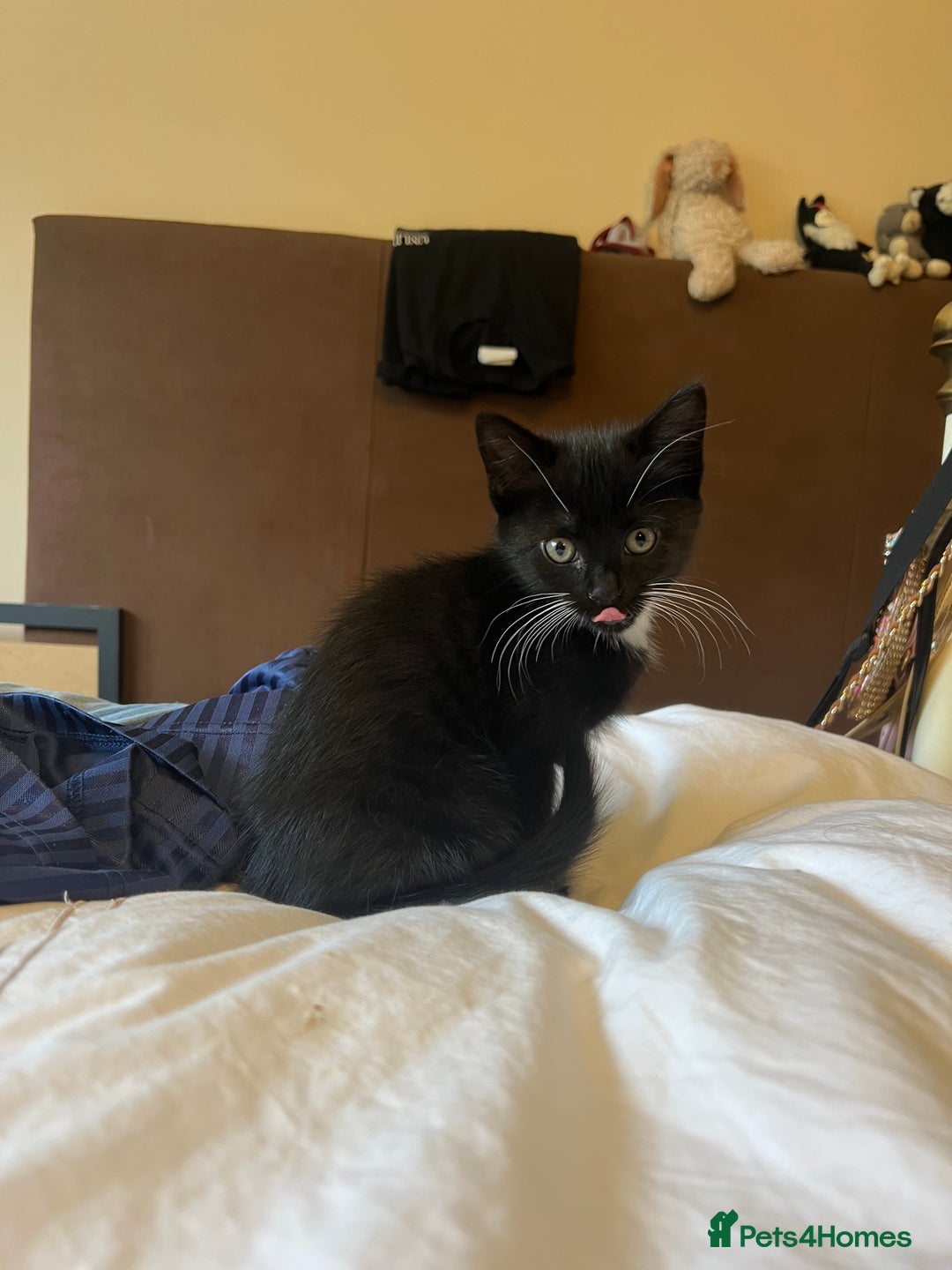 Mixed Breed cats for sale: 5 Gorgeous Happy Babies (Ready to Go) - Image 20