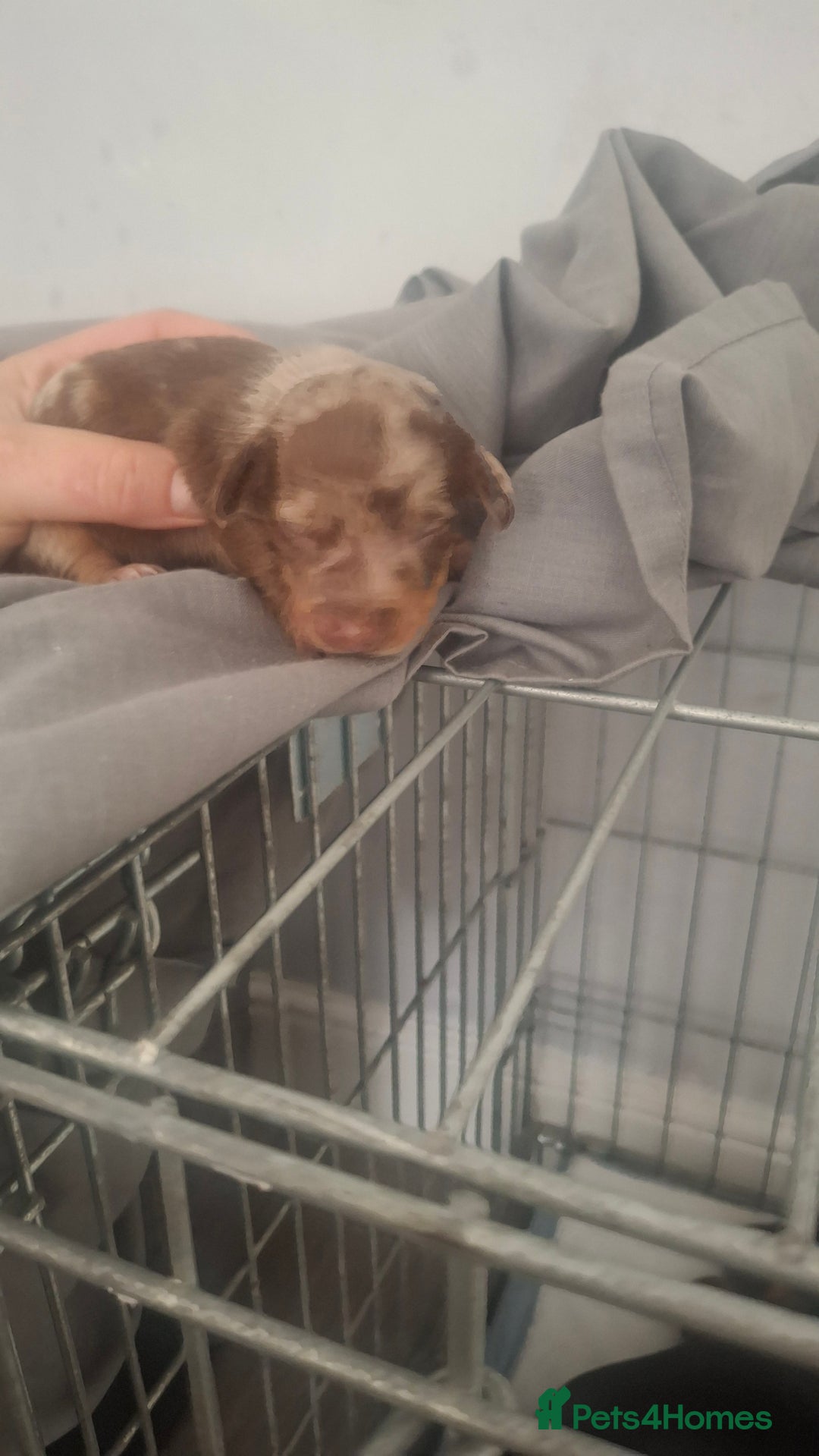Miniature Dachshund dogs for sale: Miniature Dachshund  - Image 5
