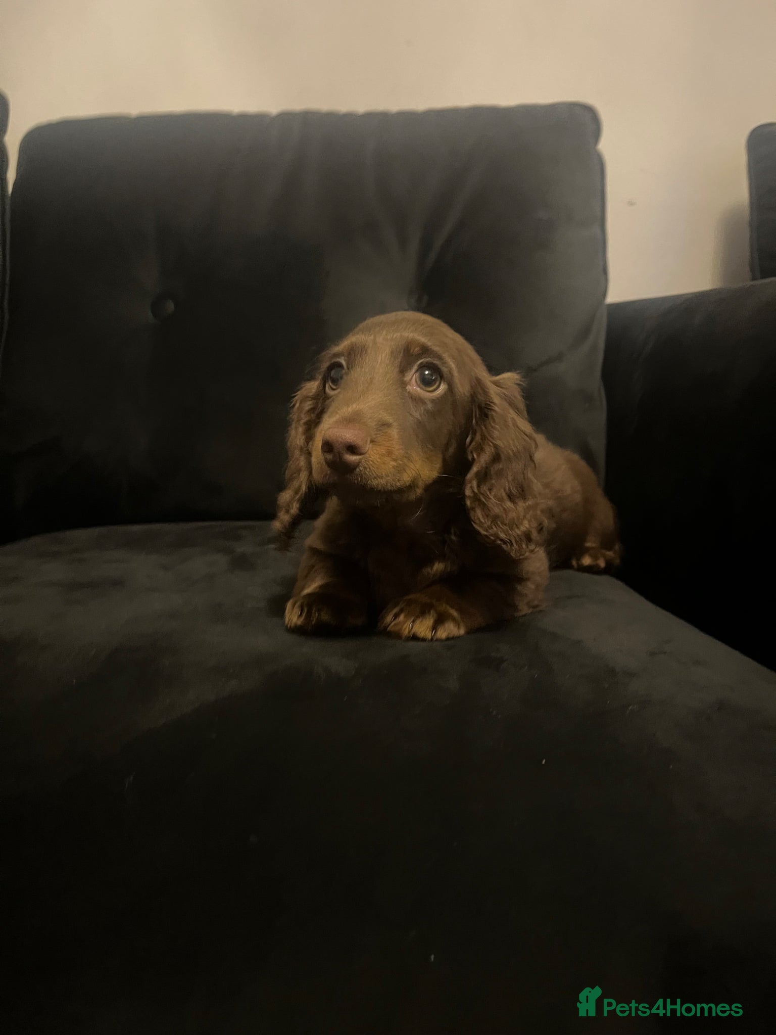 Miniature Dachshund dogs stunning long haired miniature dachshund boy   - Advert 9