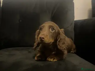 Miniature Dachshund dogs stunning long haired miniature dachshund boy - Advert 9