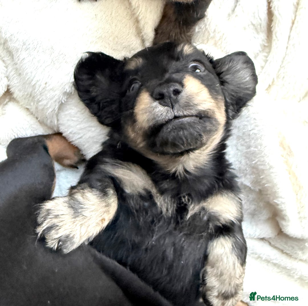 Miniature Dachshund dogs for sale: Sausage Puppies! - Advert 6