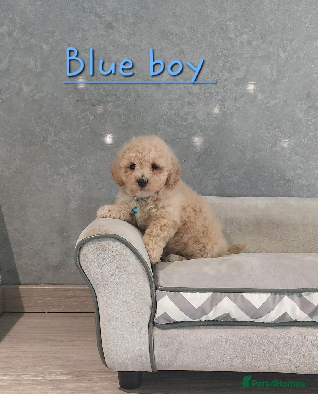 Poochon dogs for sale: Poochon puppies - Image 5