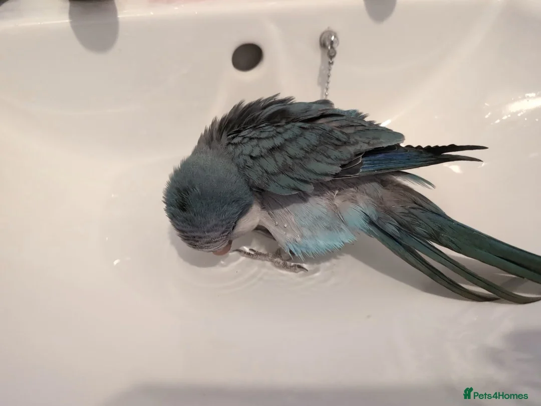 Mixed Breed birds for sale: Heartbreaking Rehoming – Quaker Parrot (Female) 💙 - Advert 3