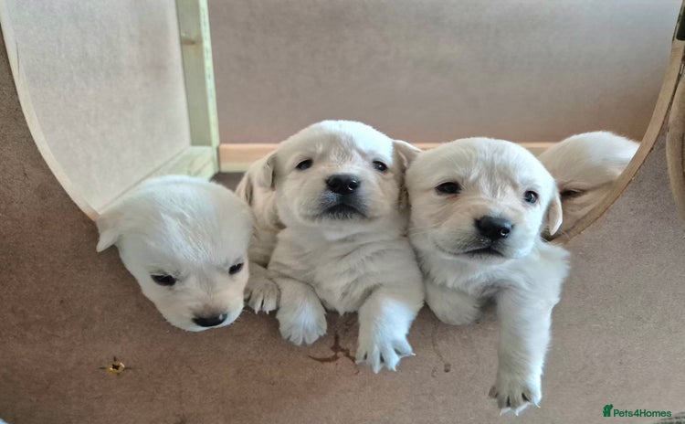 Labrador Retriever dogs - Advert 1
