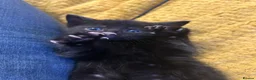 Domestic Shorthair cats for sale: 4 Beautiful Domestic Shorthair Kittens  - Advert 24
