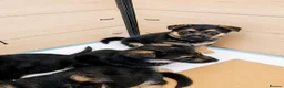 German Shepherd dogs for sale: German Shepherd Puppies From Outstanding Parents - Advert 9