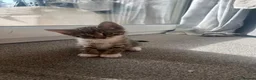 Mixed Breed cats for sale: Kittens  - Advert 2