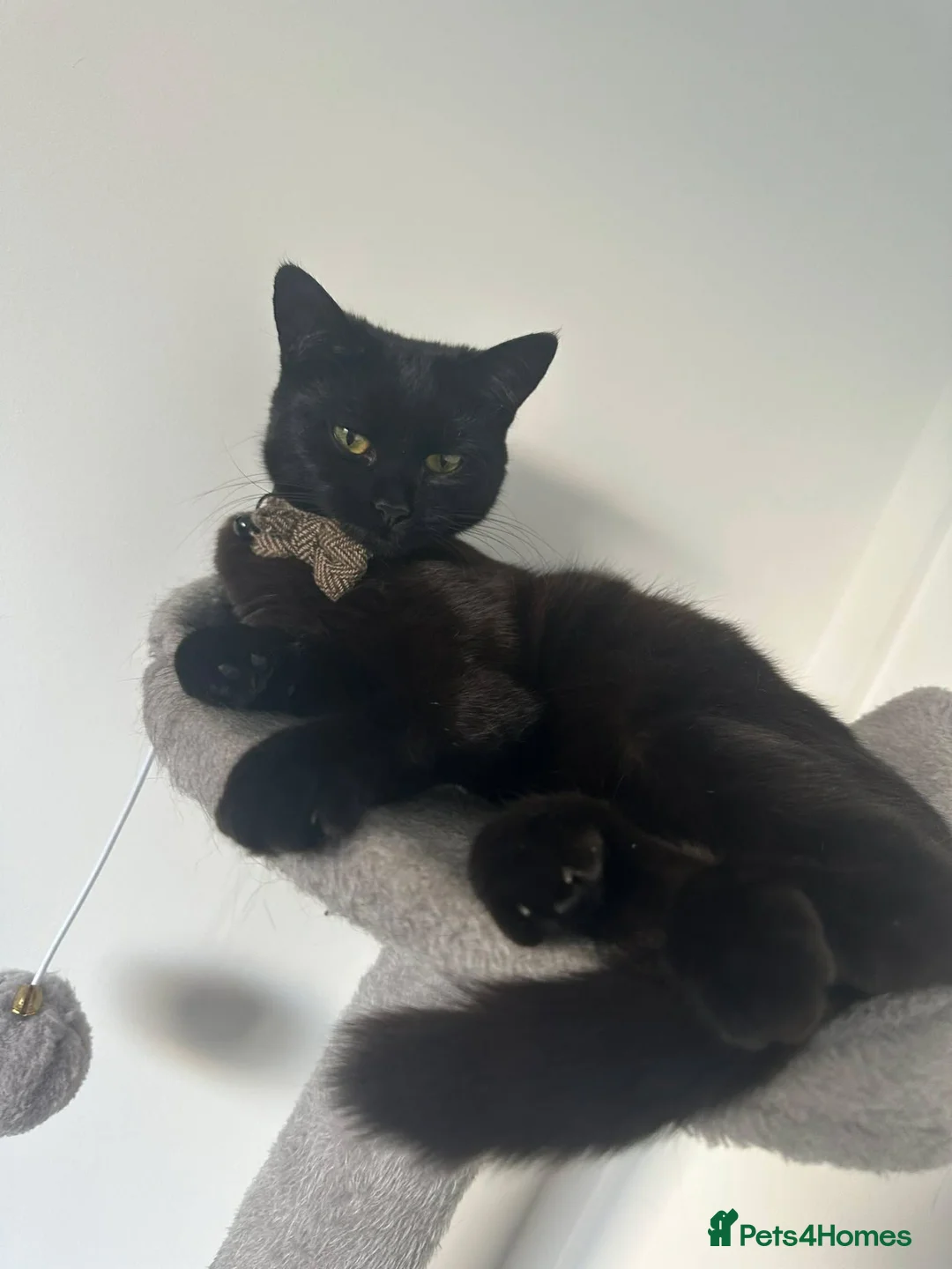 British Longhair cats for sale: Beautiful 10 month old Female. Ergent rehome. - Advert 2