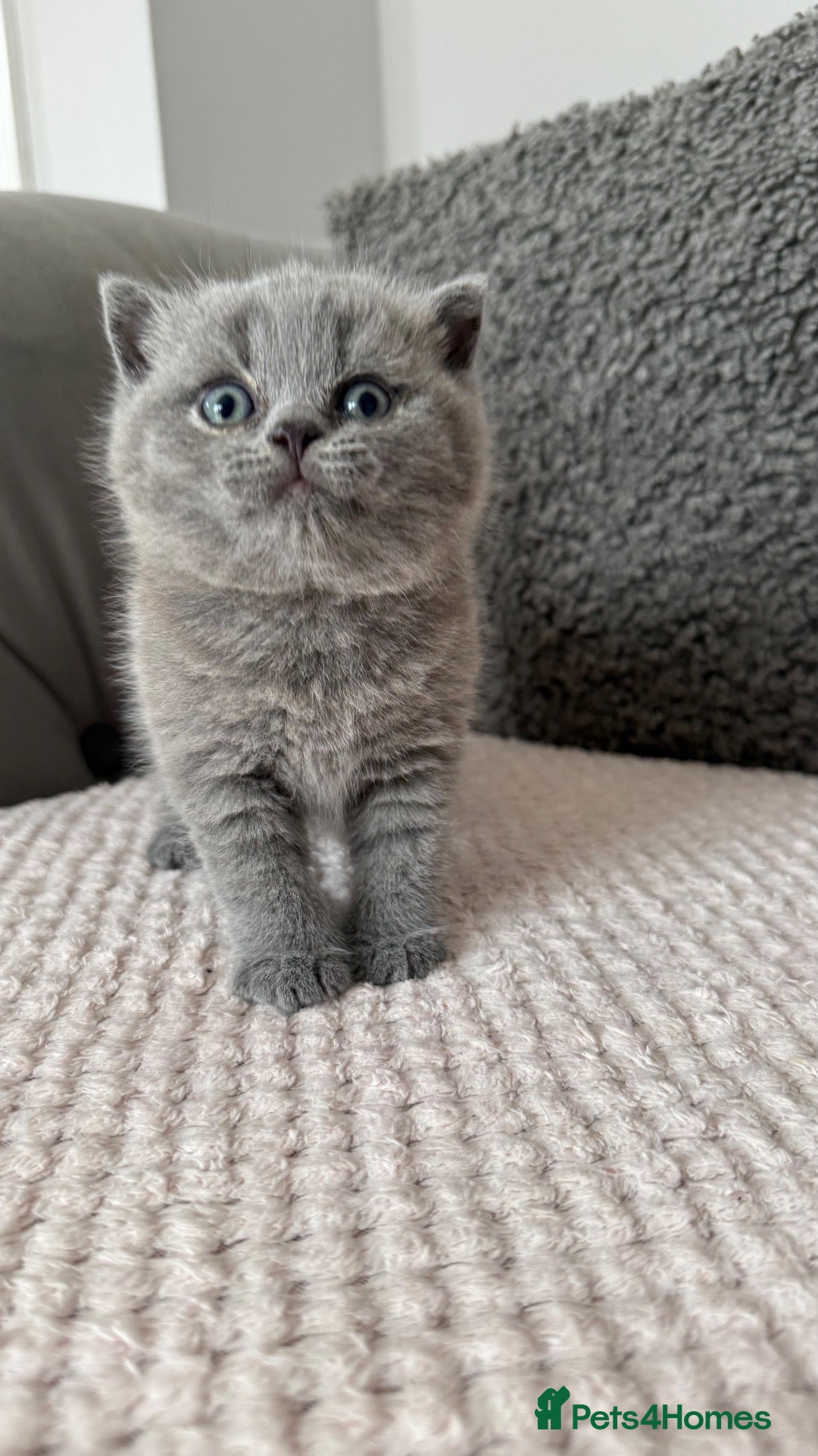 British Shorthair cats British Shorthair Kittens  - Advert 1