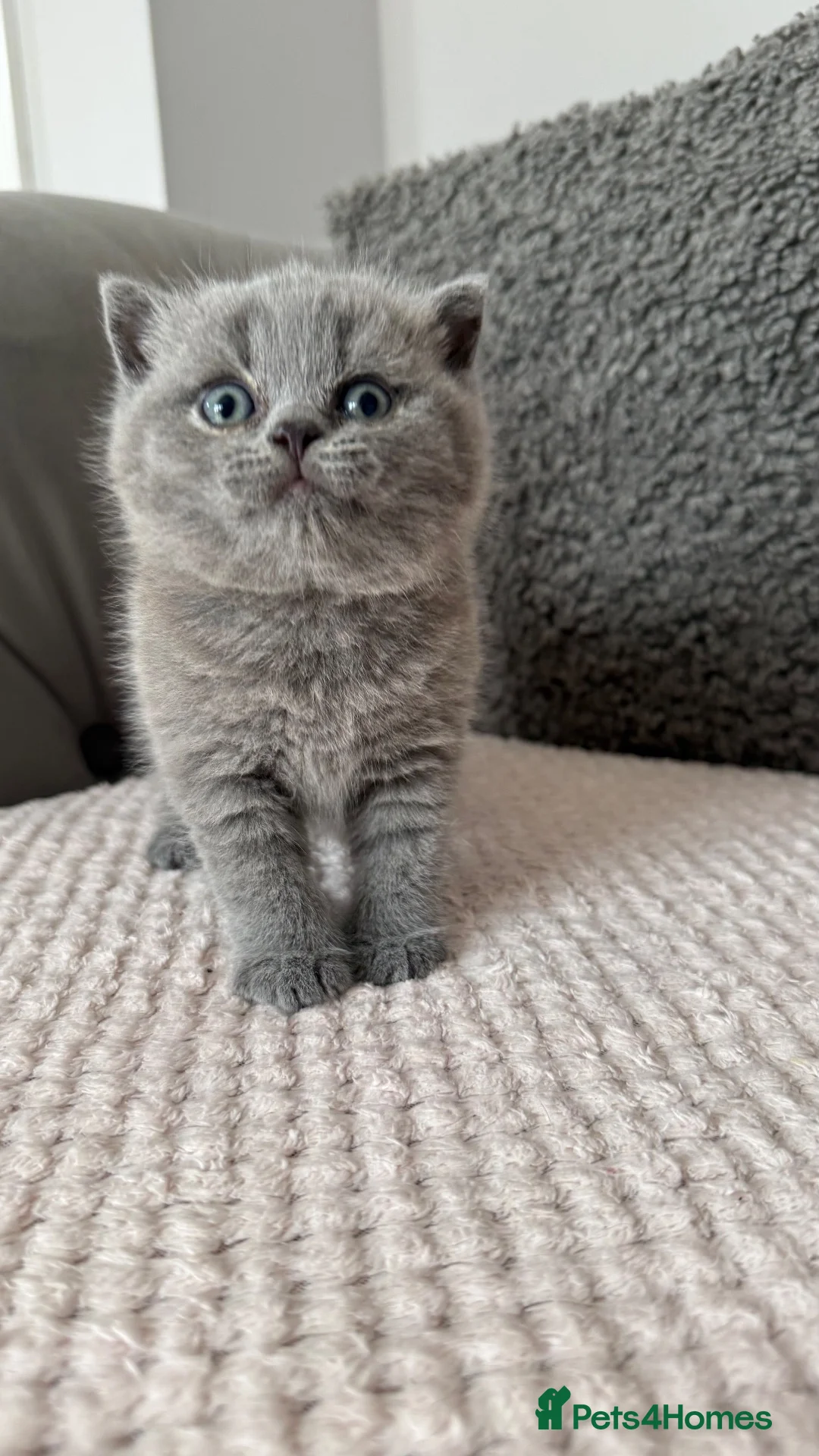 British Shorthair cats for sale: British Shorthair Kittens  - Advert 1